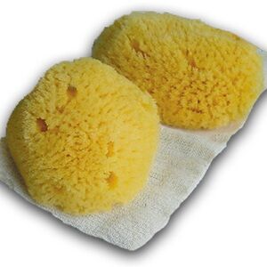 Pearl and jade sea sponges size large